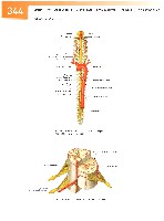 Sobotta Atlas of Human Anatomy  Head,Neck,Upper Limb Volume1 2006, page 351